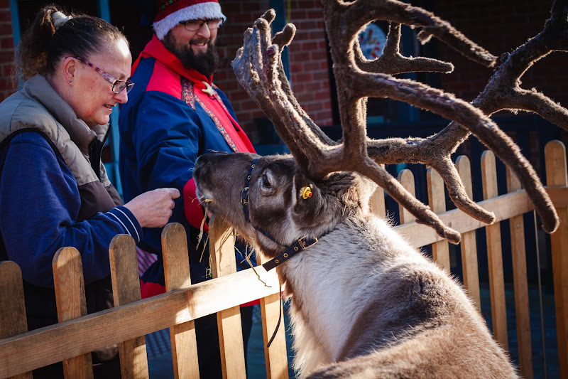 Reindeer Display at Christmas Event