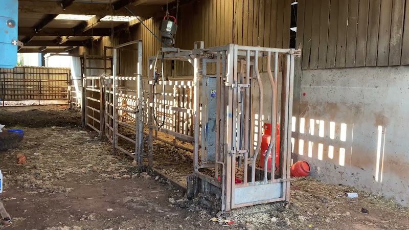 Cattle Crush