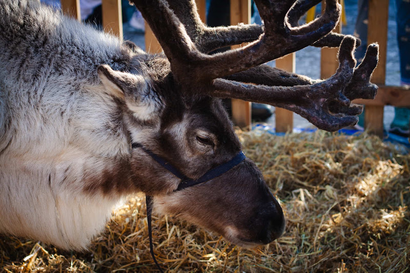 Reindeer Display at Christmas Event