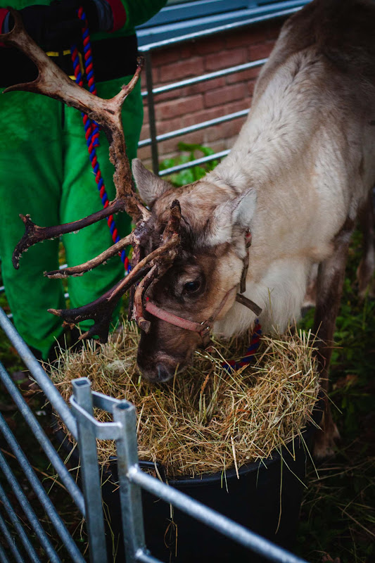 Reindeer at Christmas Event