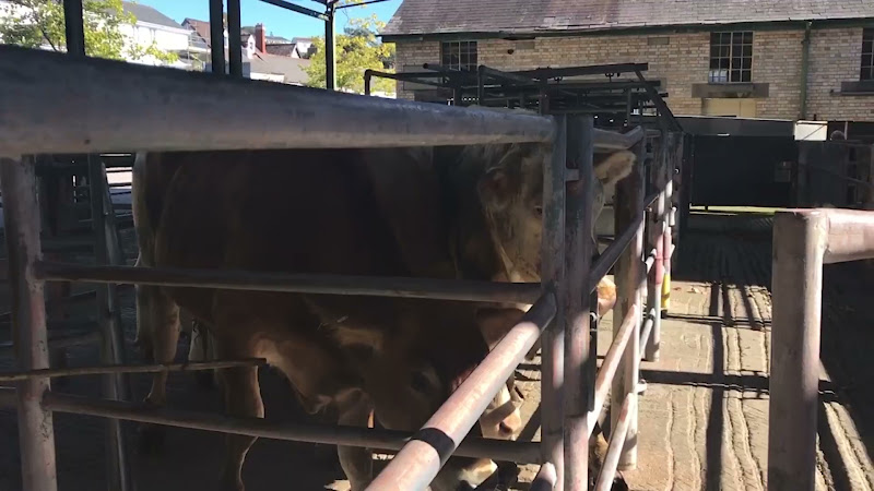 Cows handled with stick  - Newton Abbot Livestock Market