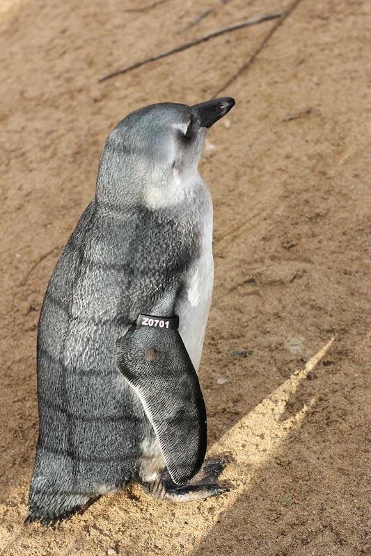 Penguin With An ID Tag At Coastal Zoo