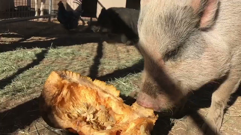 Pigs Eating Pumpkin