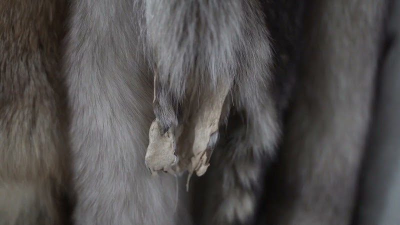 Fox Fur (Panning Up From Feet)