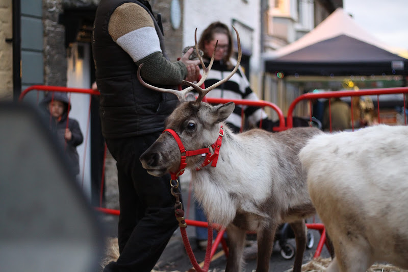Reindeer Display at Christmas Market