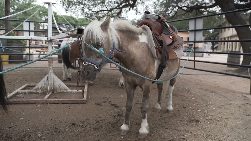 Pony Merry-Go-Around At Fort Worth Stockyards