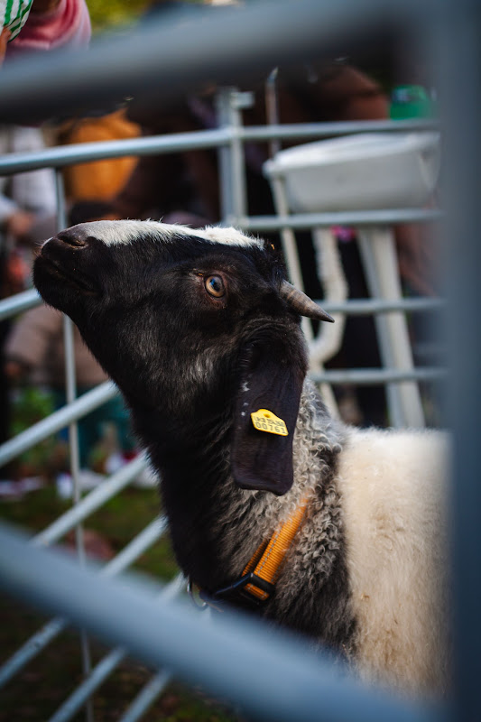 Goat at a Christmas market