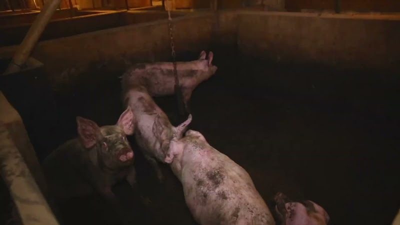 Pigs in pen on farm