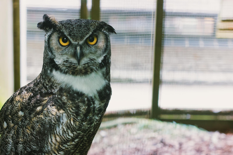 Eagle-Owl Looking Towards Camera