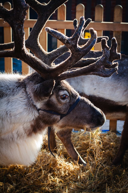 Reindeer Display at Christmas Event