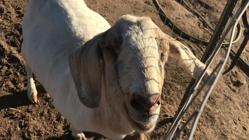 Goat Close-up