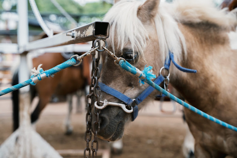 Pony Attached To Merry-Go-Round