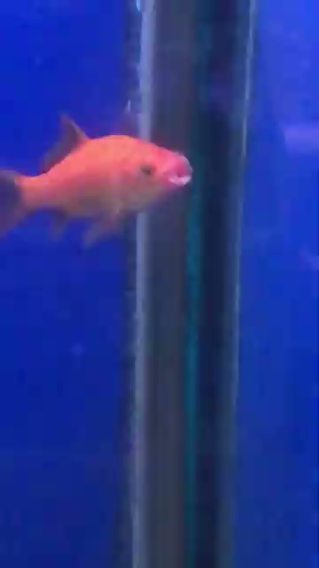 Goldfish With A Mouth Injury