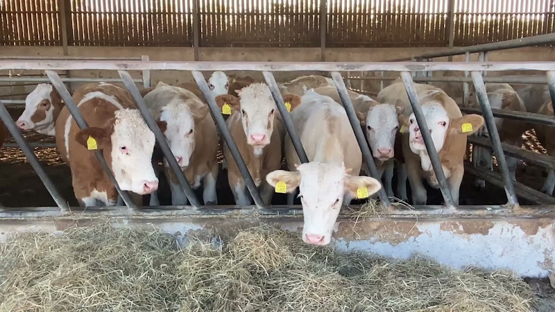 Beef Cows Inside Barn