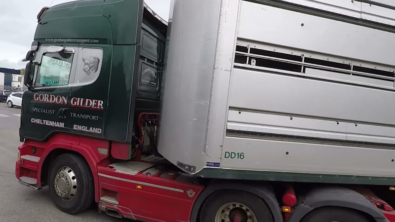 Cows in slaughterhouse truck