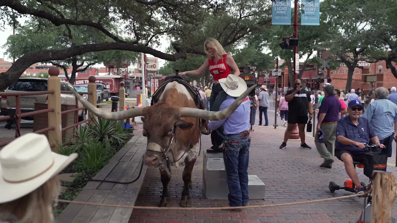 Women Sat On A Longhorn Cow