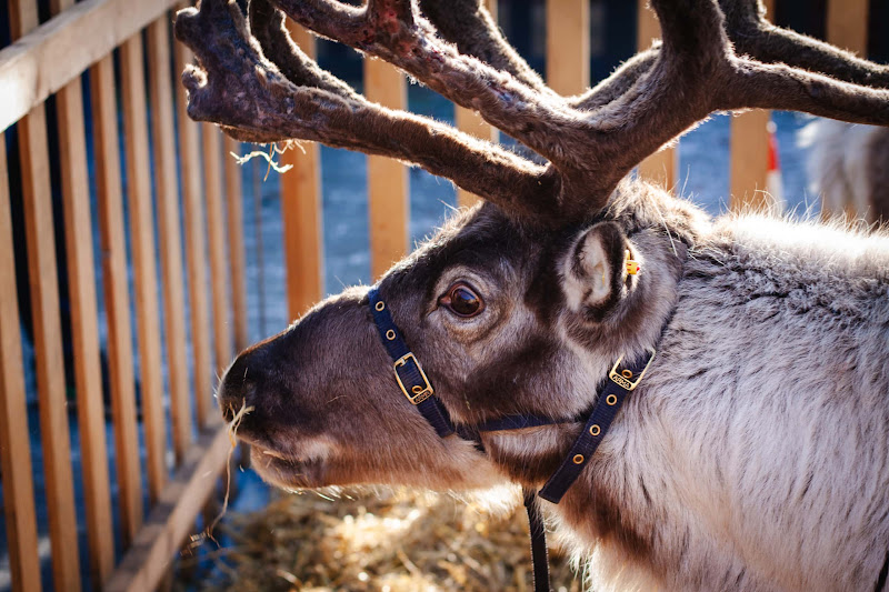 Reindeer Display at Christmas Event