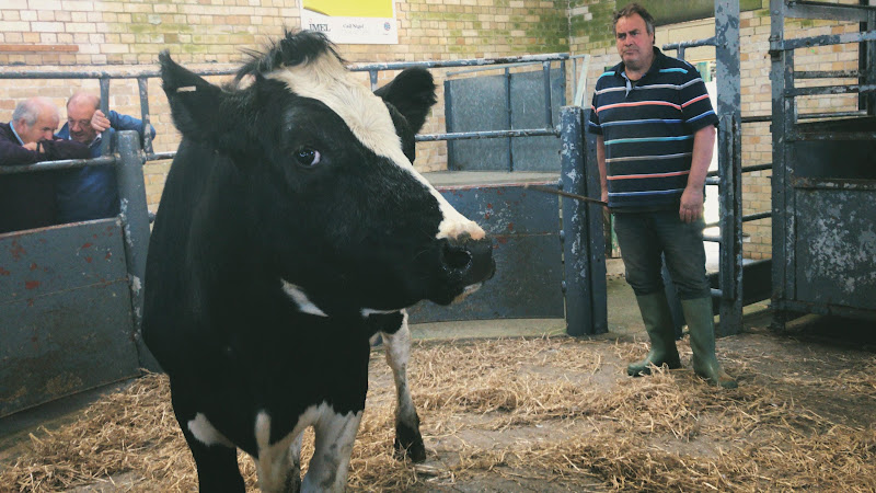 Cow In The Auction Ring - Newton Abbot Livestock Market