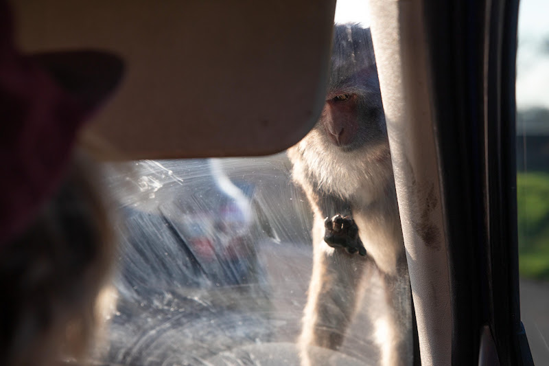 Monkey sits on car bonnet at Longleat Safari Park