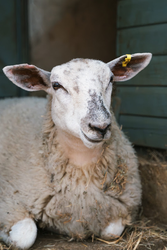Close-Up Of Sheep Sat In Doorway
