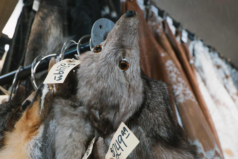 Fox Fur Close-Up