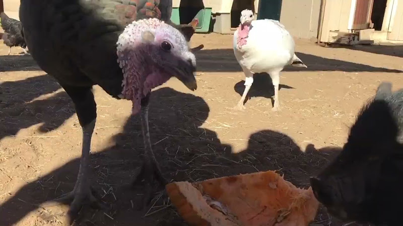Turkey & A Pig Eating Pumpkin