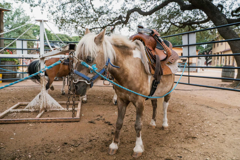 Pony Attached To Merry-Go-Round