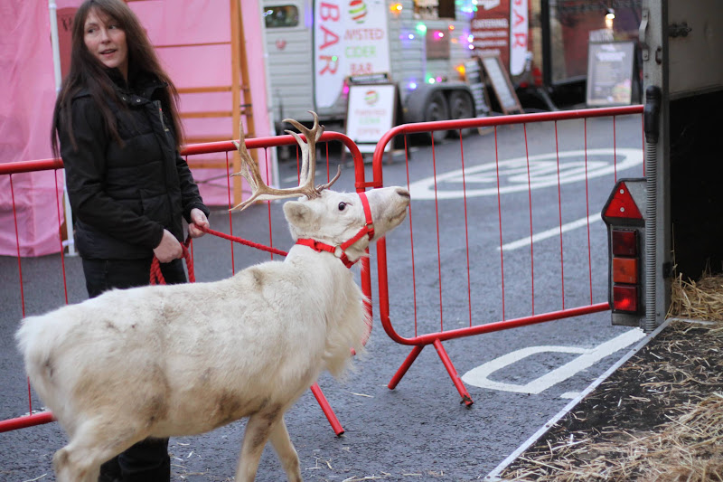 Reindeer Display at Christmas Market