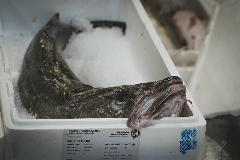 Salmon at Billingsgate Fish Market, London