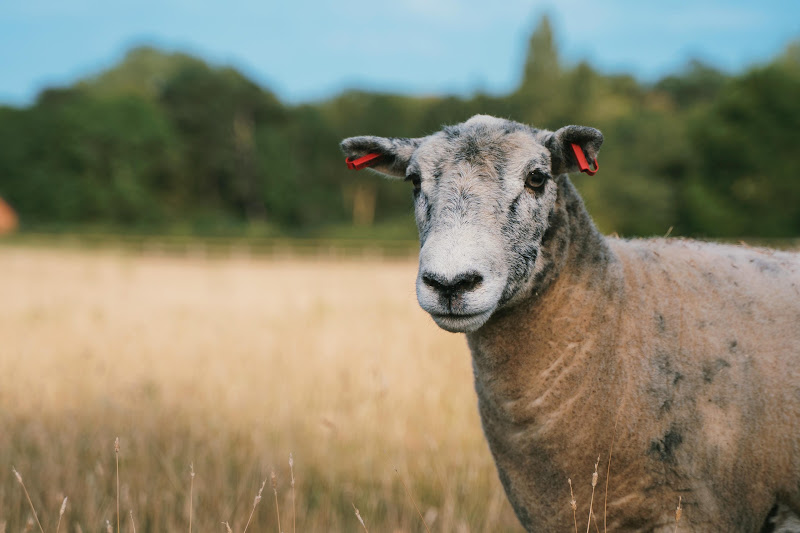 Rescued sheep