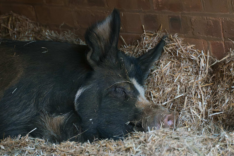 A Sleeping Pig