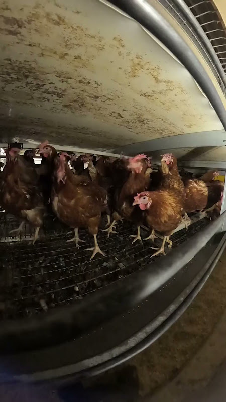 Enriched cage egg chickens - Shot from inside the cage