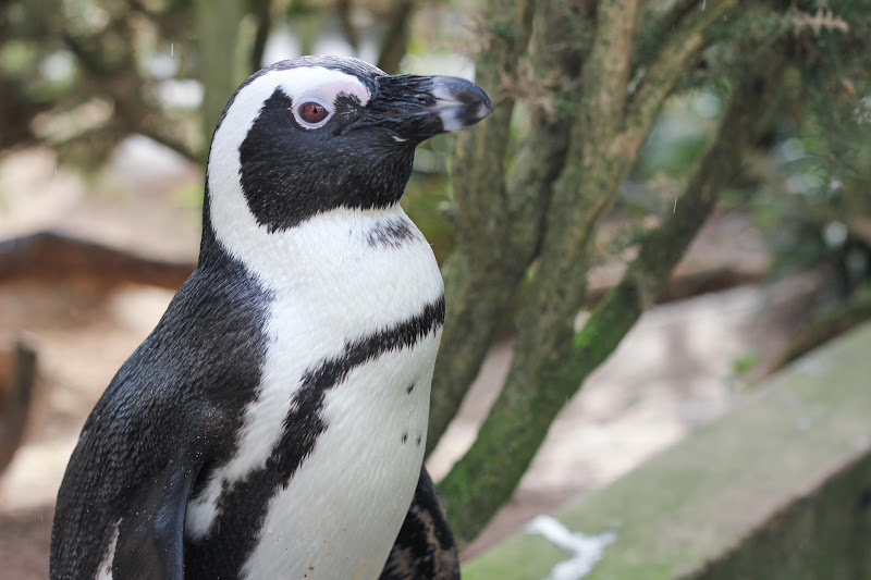 Close-up Of Penguin At Coastal Zoo