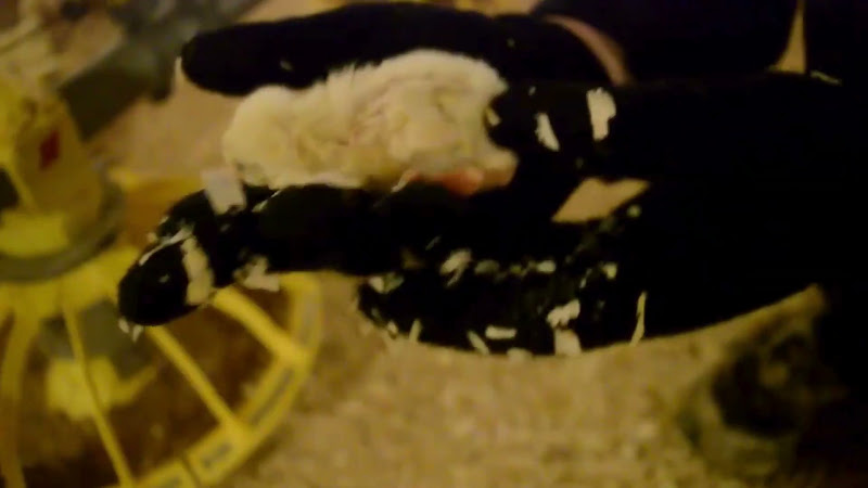 Activist Holds Exhausted Chick Unable to Stand in Poultry Farm