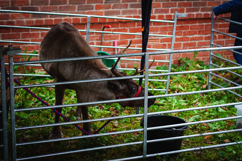 Reindeer at Christmas Event