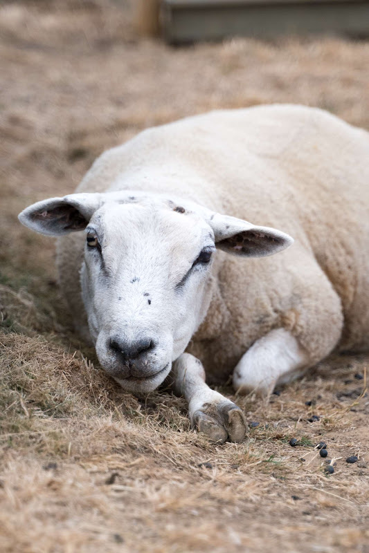 Close-Up Of Sheep Lying Down