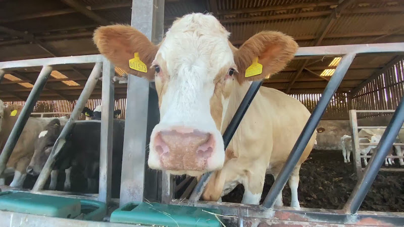 Beef Cow Close-up