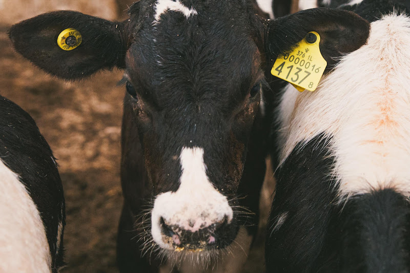 Dairy Cows