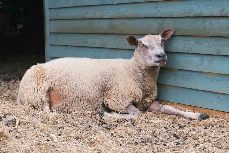 Sheep In The Shade