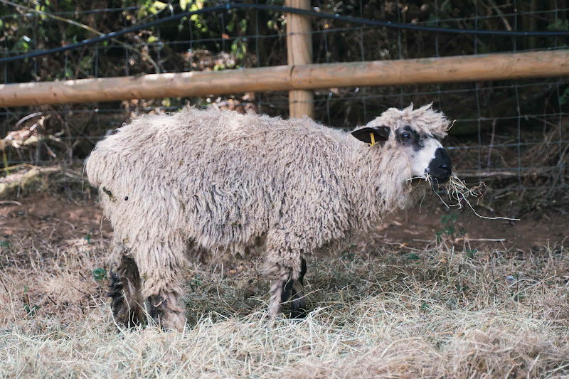 Sheep Eating