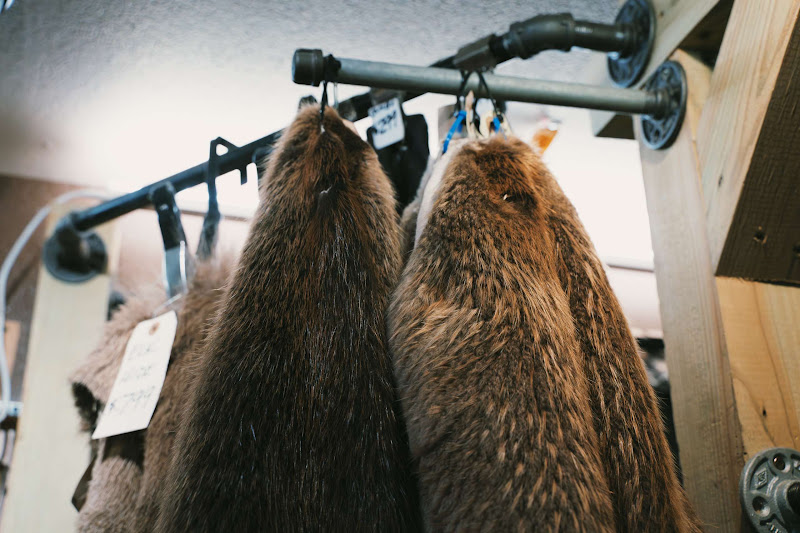 Beaver Furs