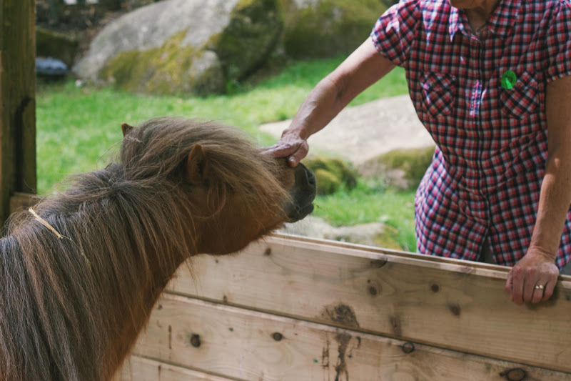 A Pony Being Petted