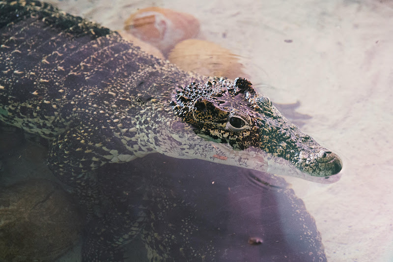 Crocodile at Longleat Safari Park