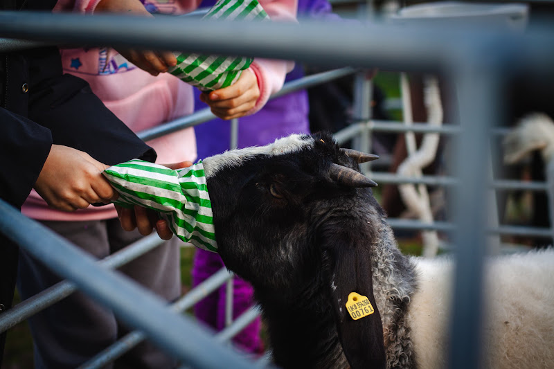 Goat at a Christmas market