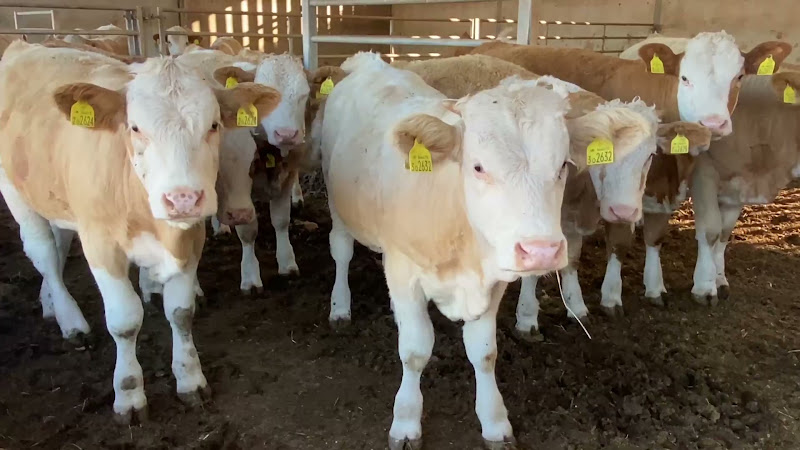 Beef Cows Inside Barn