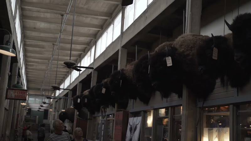 Bison Heads