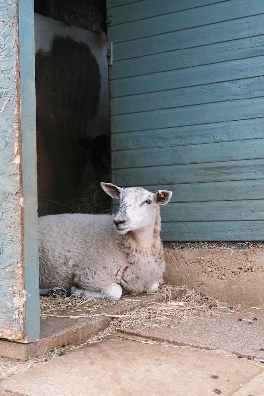 Sheep Sits In The Doorway