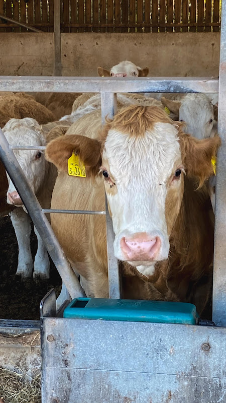 Cow Close-up