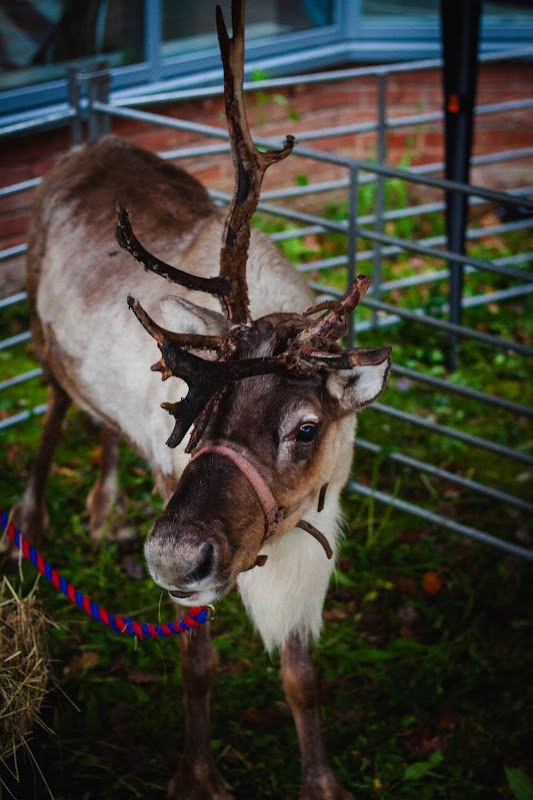 Reindeer at Christmas Event