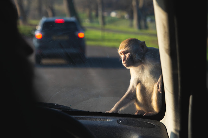 Monkey sits on car bonnet at Longleat Safari Park